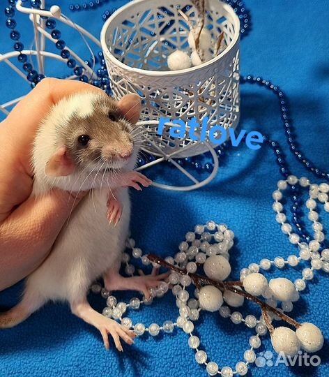 Крысята девочки дамбо от ratlove