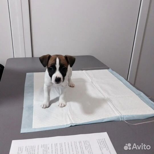 Услуги Врача ветеринара, Вызов на дом