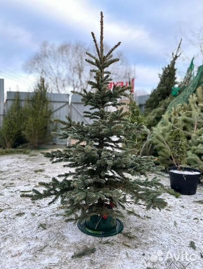 Живые елки и сосны 1-6 м с доставкой 42/655