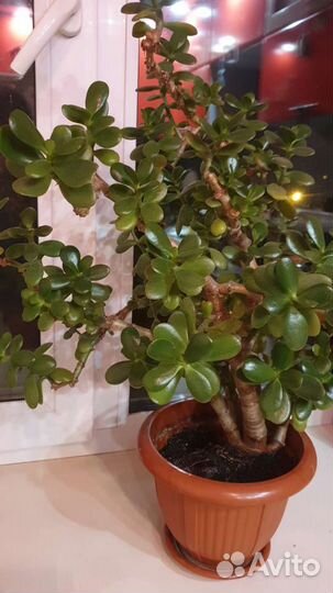 Толстянка/ денежное дерево/ бонсай