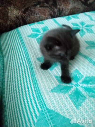 Котята в добрые руки две девочки и один мальчик