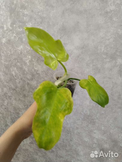 Филодендрон карамель марбл вар