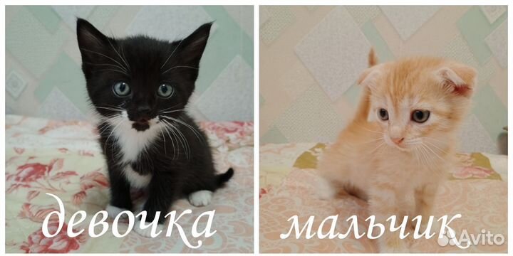Отдам котят в добрые руки