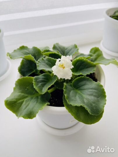 Фиалки цветущие в горшке