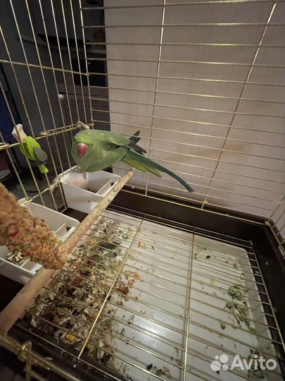 Ожереловый попугай самка