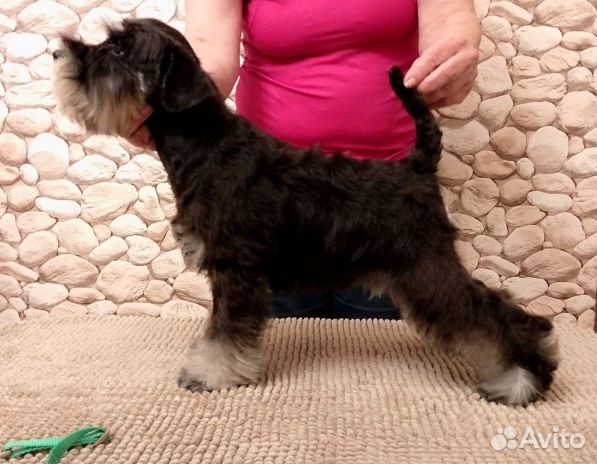 Цвергшнауцер щенки чёрный с серебром