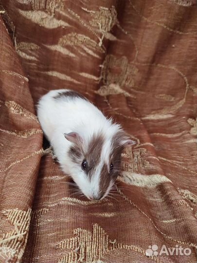 Морская свинка девочка