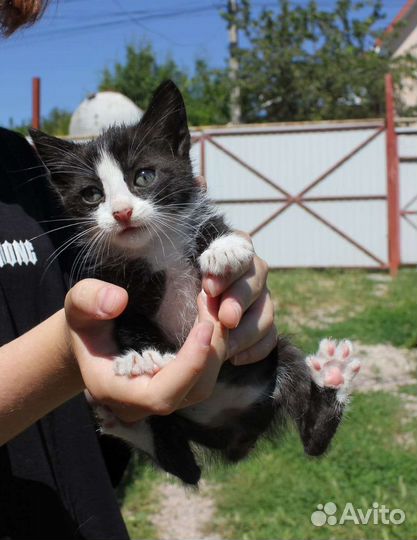 Котята в добрые руки бесплатно