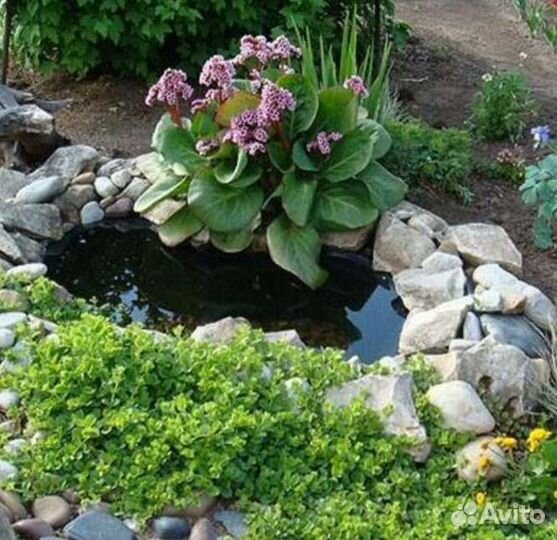 Бадан саженцы