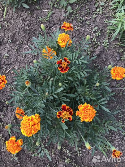 Семена бархатцев