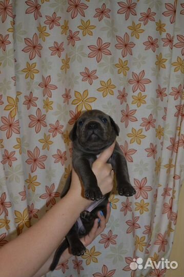 Щенки кане корсо девочки