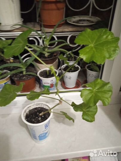 Пеларгония герань плющелистая