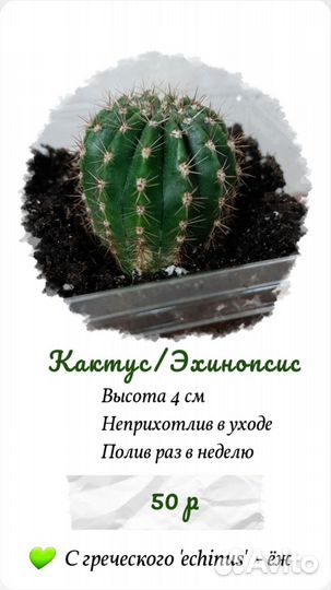 Цветок Кактус