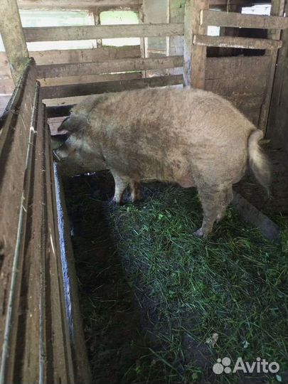 Мангалы боровки