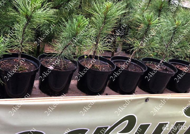 Саженцы сибирского кедра