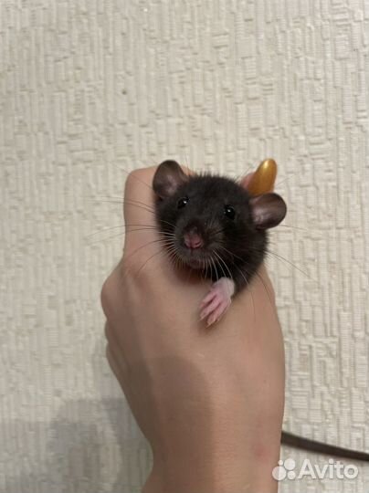 Крысята мальчики дамбо