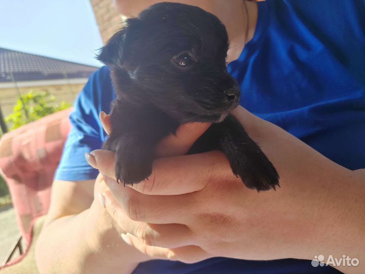 Отдам щенка в добрые руки остались 4 девочки