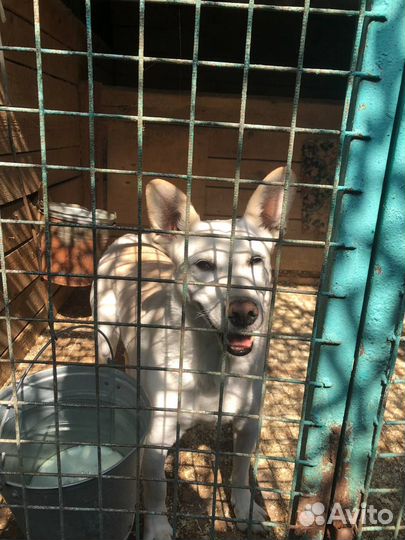 Собака из приюта в поисках дома и семьи в дар