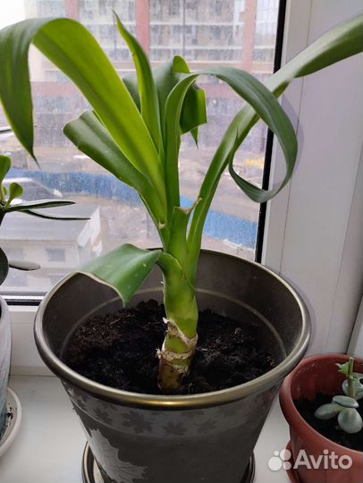 Пальма юкка в горшках (отростки от большой)