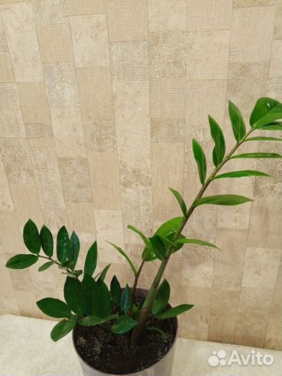 Замиокулькас