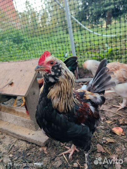Продам молодых петушков