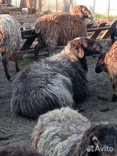 Овцы бараны ягнята