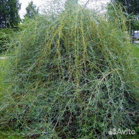 Ива Ледебуга/300-400 см