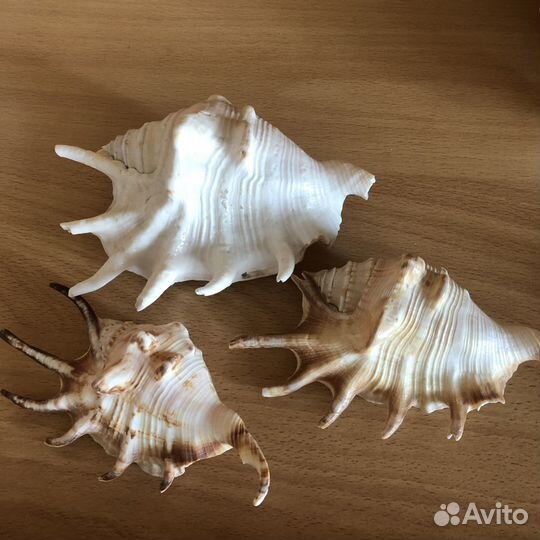 Морские раковины, коралл