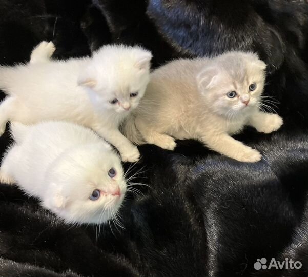 Шотландская