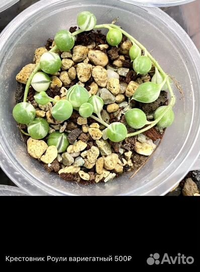 Крестовник Роули вариегатный, Оттона