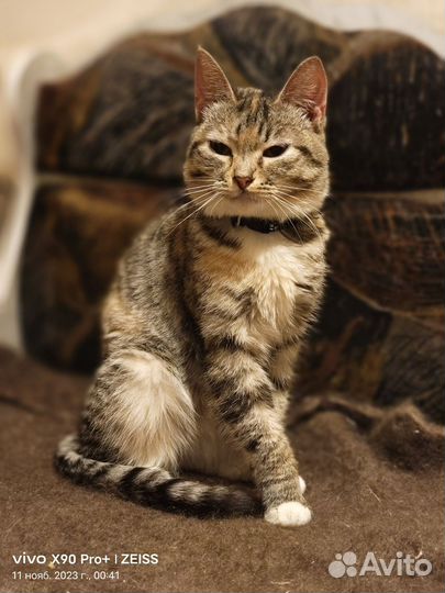 Кошечка Мася