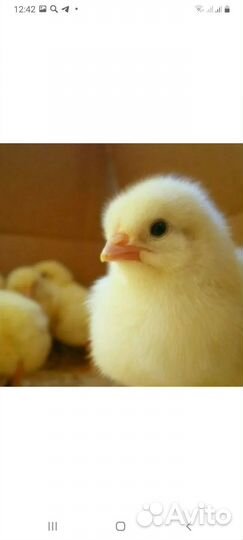 Цыплята Бройлеры и цветной бройлер(яйцо импорт)