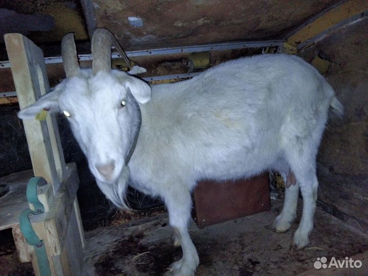 Зааненская коза