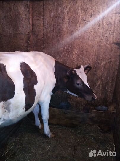 Телка стельная