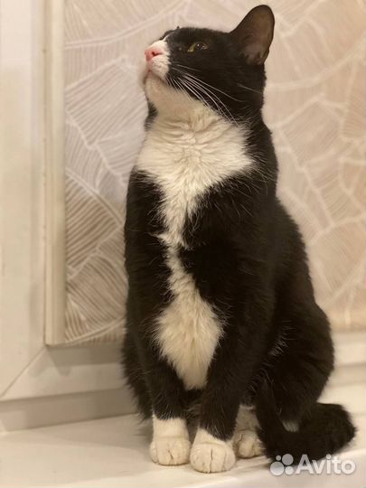 Красивый кот