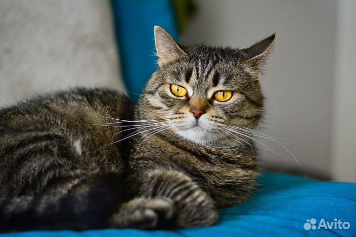 Кошечка Чебурашка