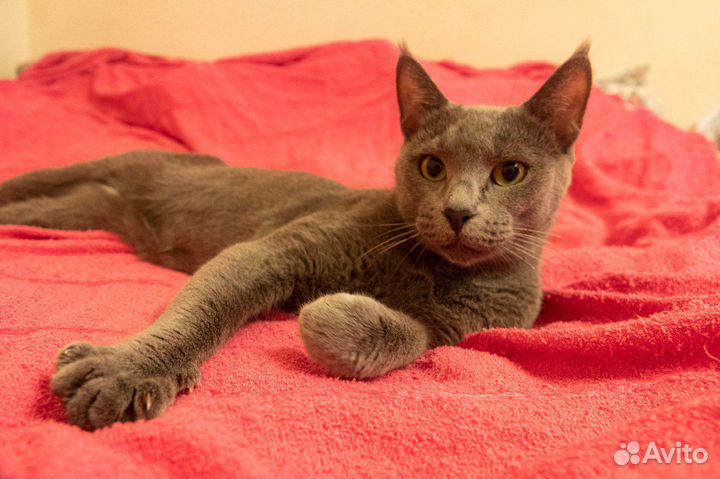 Кошка в добрые руки