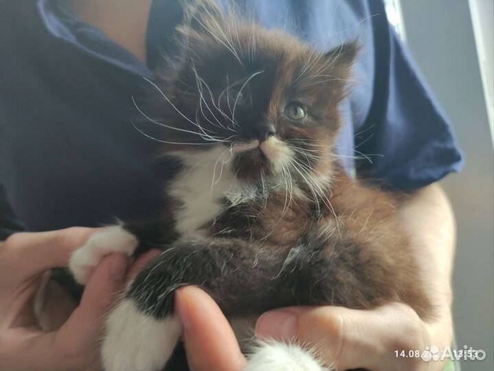 Котята в добрые руки 1 месяц