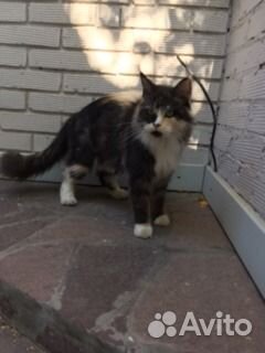 Полумейн-кунята