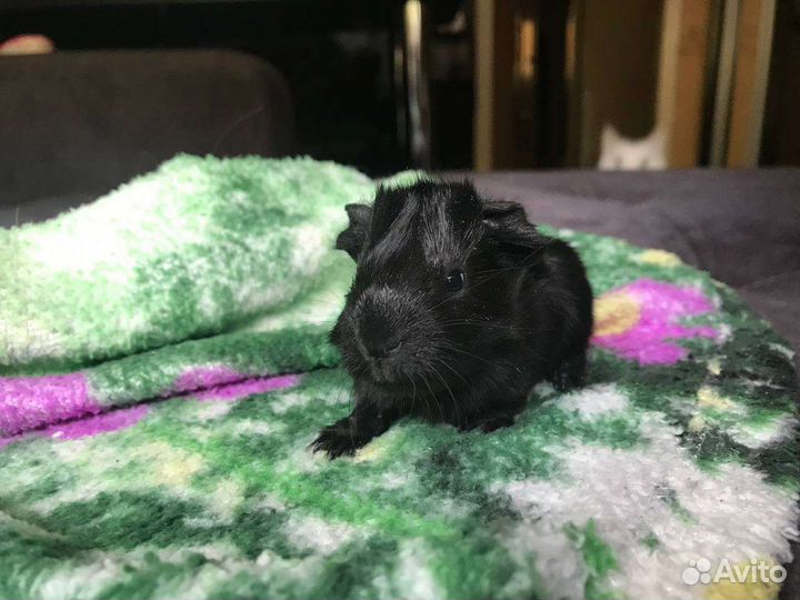 Морская свинка