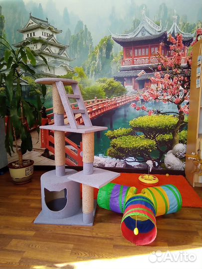 Гостиница для кошек Передержка кошек