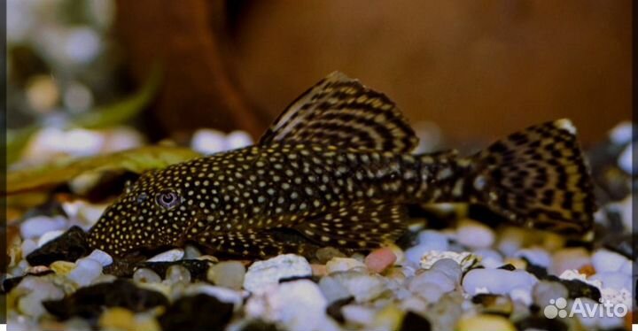 Сомики анциструсы