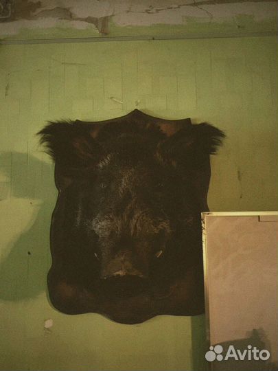 Чучела животных