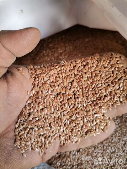 Семена льна