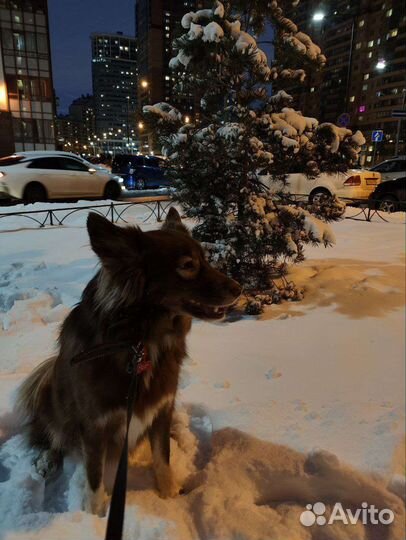 Выгул собак