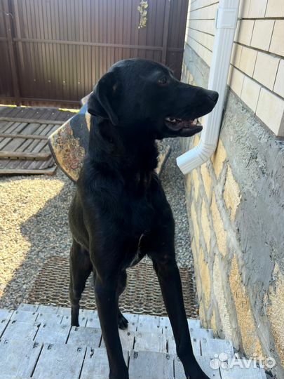 Собака мальчик.молодой