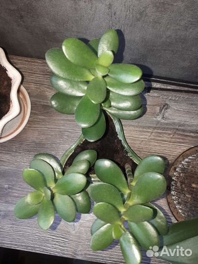 Алоэ хавортия денежное дерево крассула толстянка