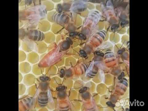 Пчеломатки Бакфаст F1 2023г объявление продам