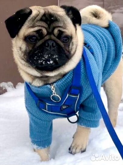 Мопс мальчик вязка