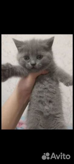 Британская